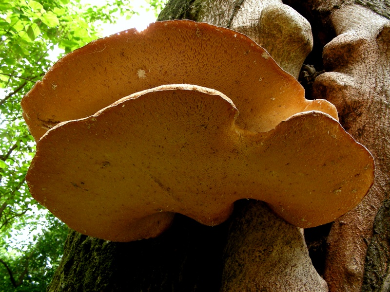 Super Polyporus!!!!!!!